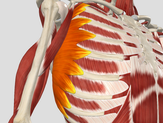An Unexpected Perspective of the Serratus Anterior