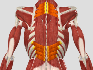 THE SERRATUS POSTERIOR SUPERIOR & INFERIOR: THE ANATOMICAL PARENTHESES