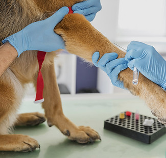 coleta-sangue-cães-humanizado-tranquilo.jpg