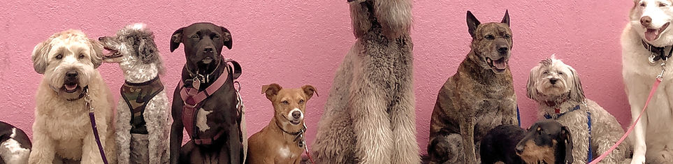 Doggy Day Care for dogs in Cork