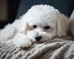 Bichon_edited.jpg