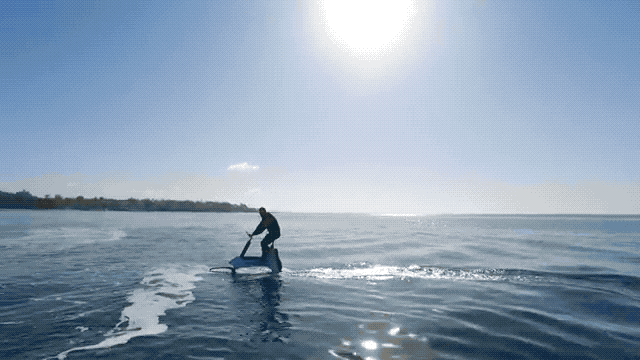 Manta.gif
