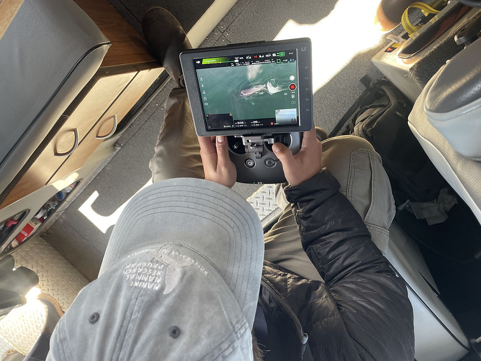 An over-the-shoulder view of AWF drone pilot, Liah McPherson, gathering body condition footage of a diving humpback whale. The AWF team conducted 187 drone flights this season. Photo by Jess McCoppin.