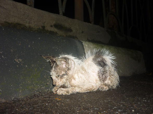 It looked like garbage, but then it move