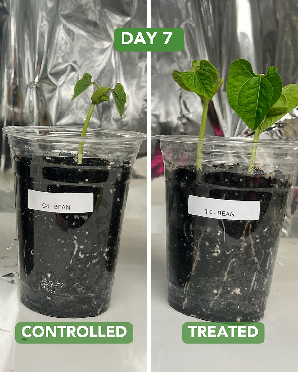 Day 7 Beans Experiment