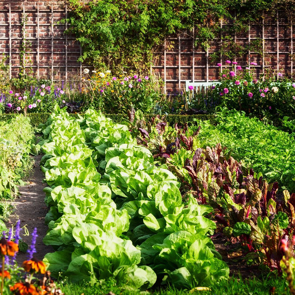 Vegetable garden in late summer.