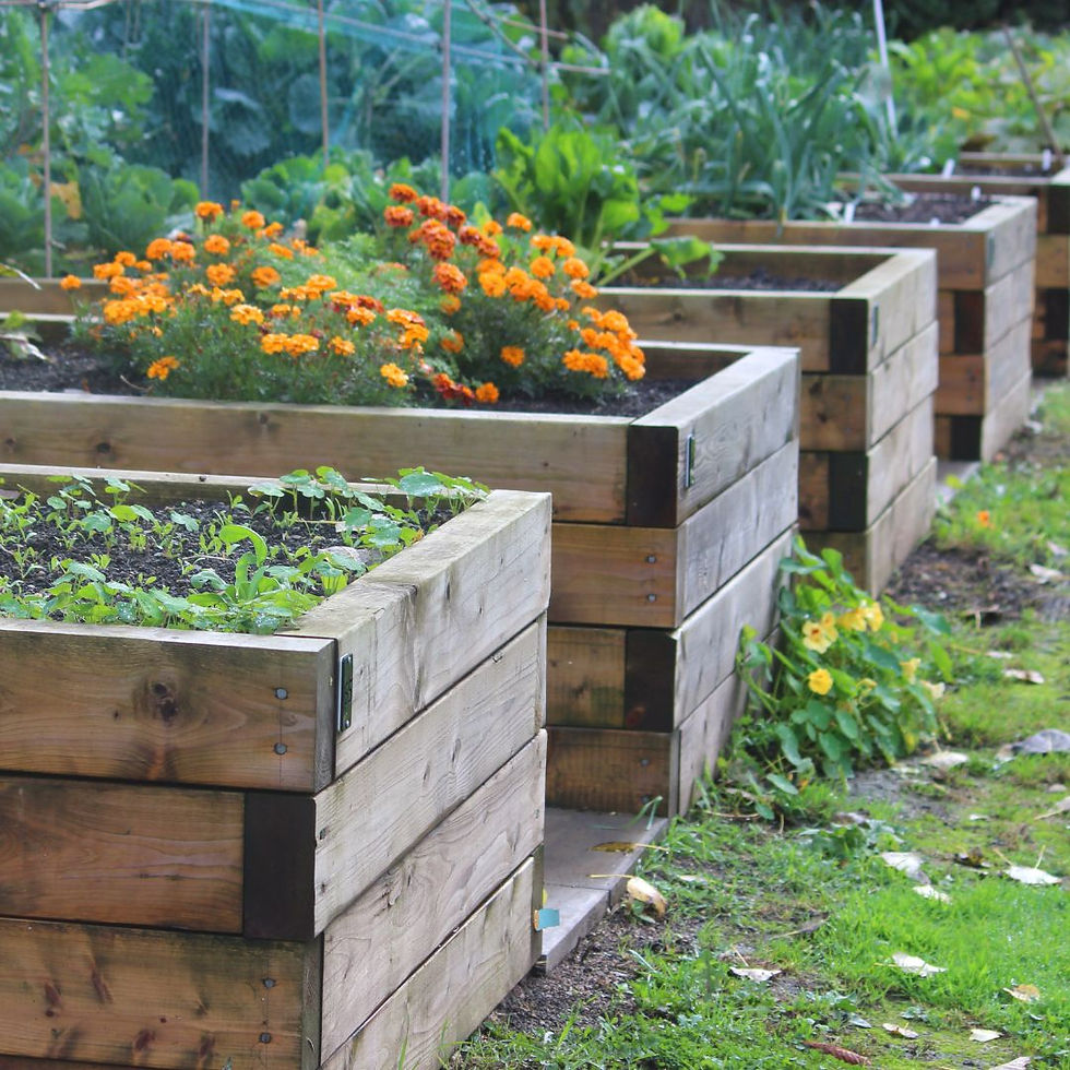 Homemade wooden raised garden beds growing vegetables
