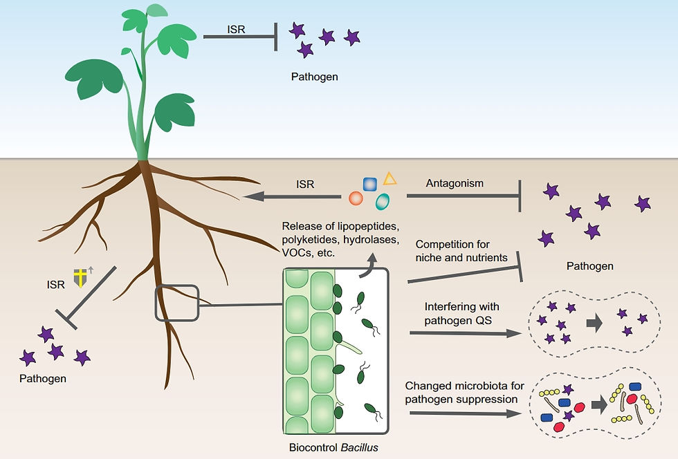 Biocontrol Mechanism of Bacillus 