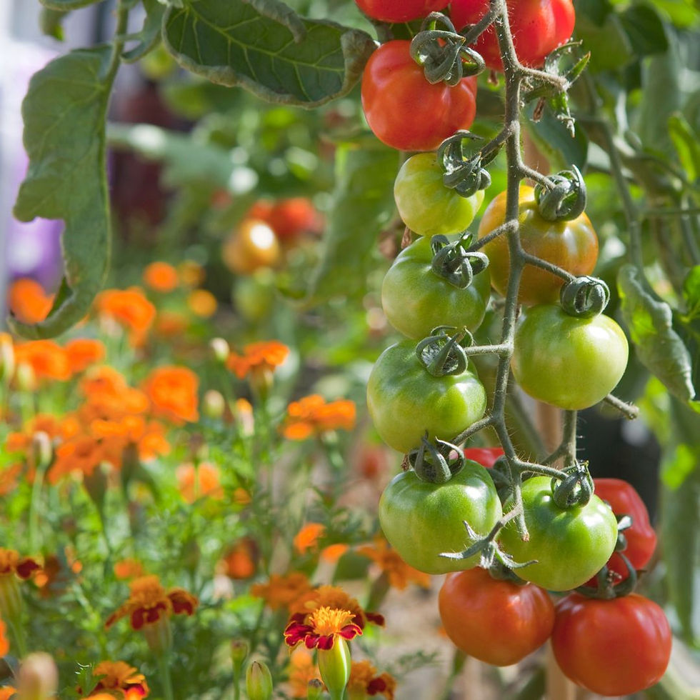 Companion planting with tomatoes and marigolds