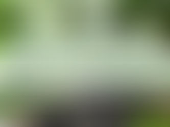 Bok Choy: Second Experiment