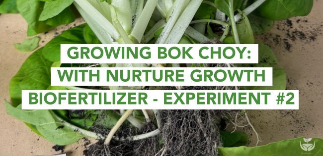 Bok Choy: Second Experiment