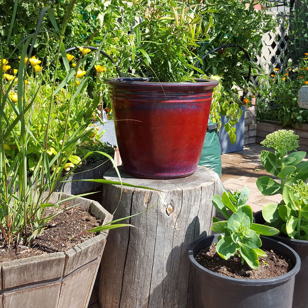 Container gardening with herbs and vegetable
