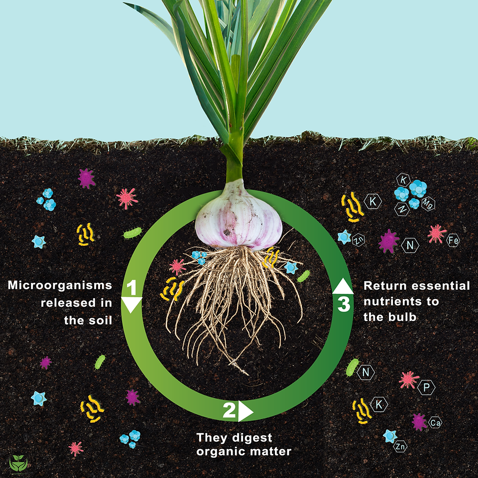 Infographic of garlic and nurture growth biofertilizer