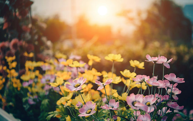 Bed of flowers with a sunrise in the background