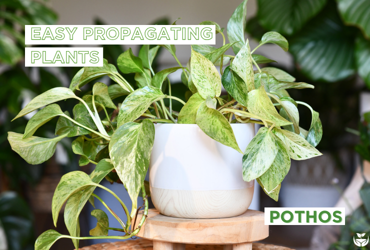 Pothos plant