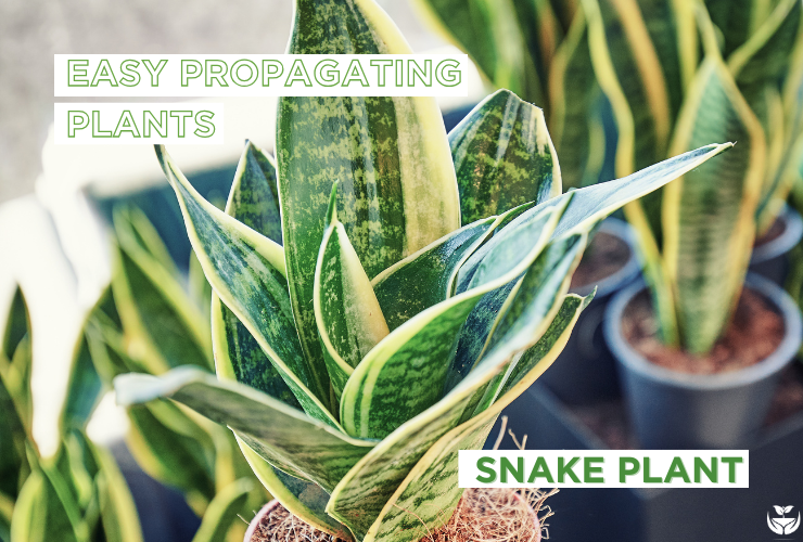 Snake Plant