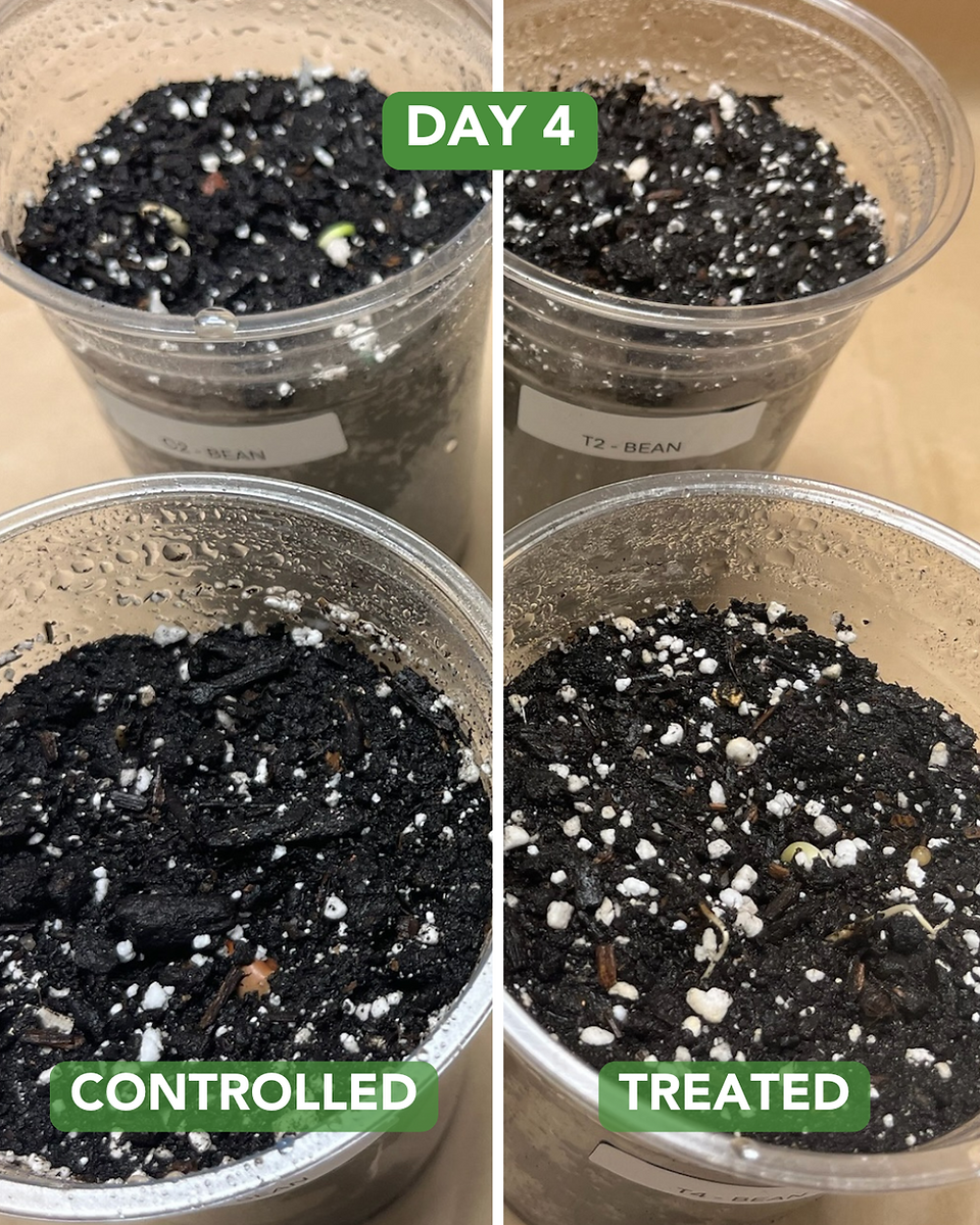 Day 4 Beans Experiment