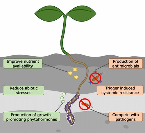 Subtilis Harbors Multiple Plant Growth–Promoting Effects