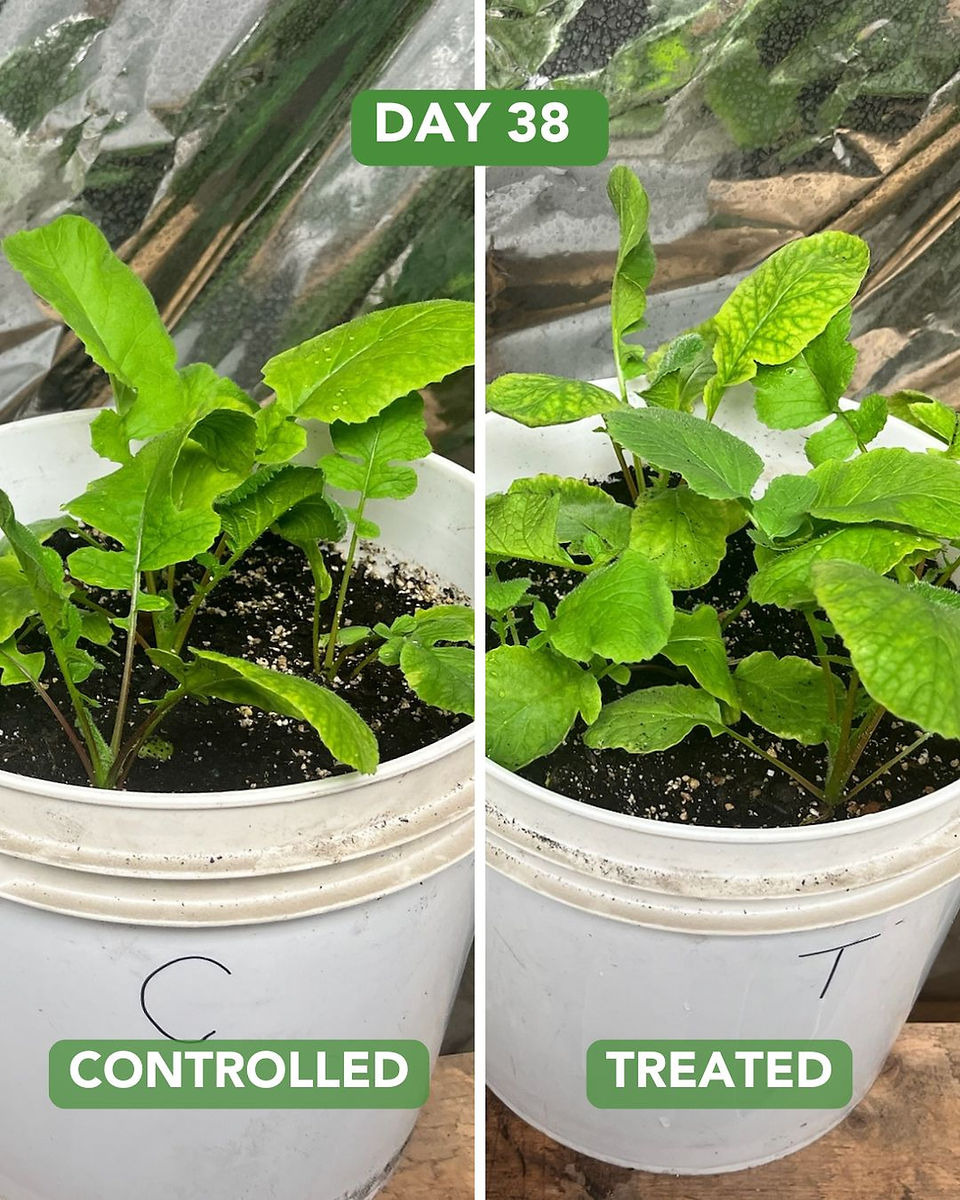 Day 38 radish experiment