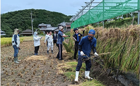 稲刈り.jpg