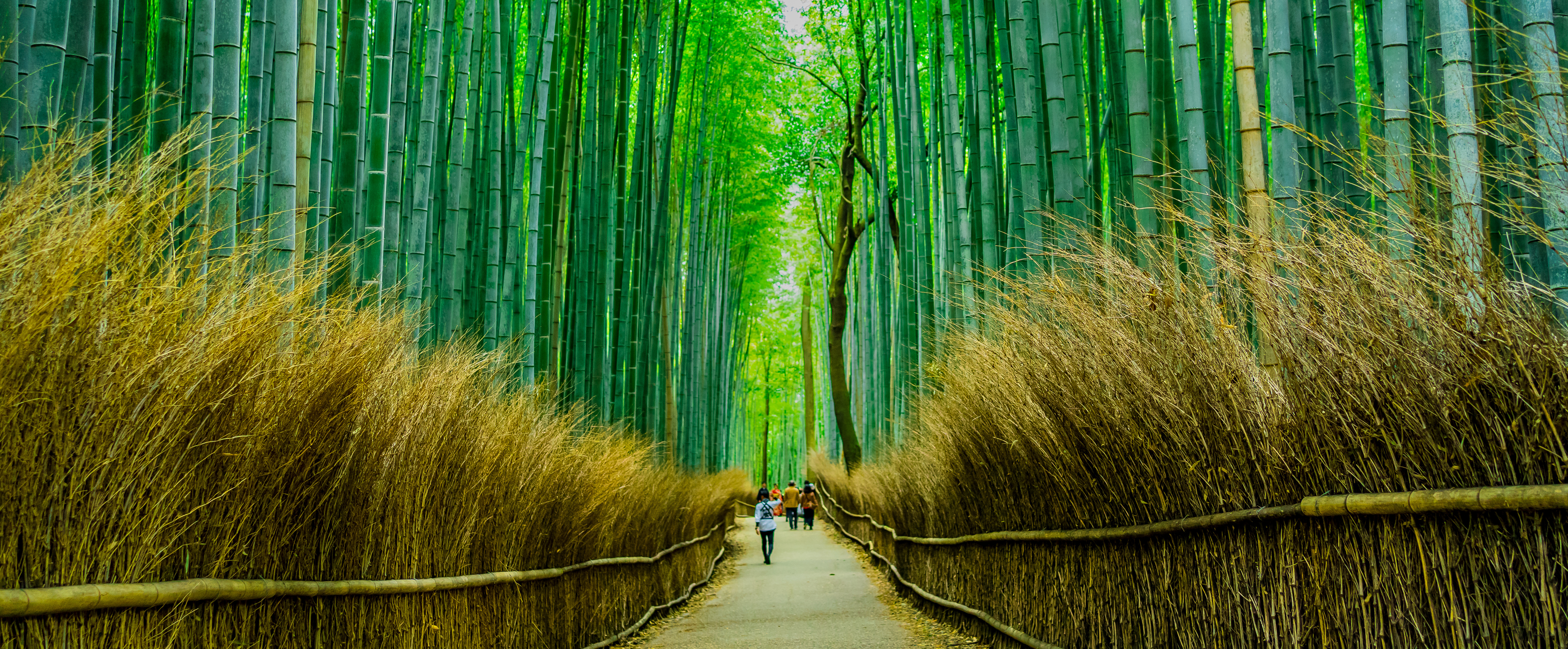 観光エリアの画像