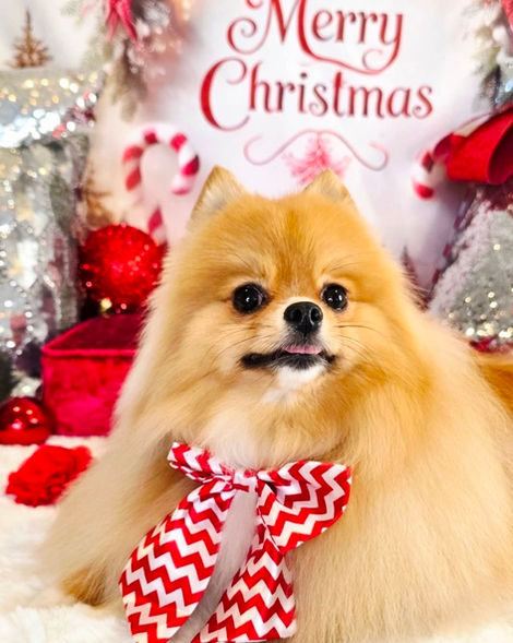 Pomeranian dog groom