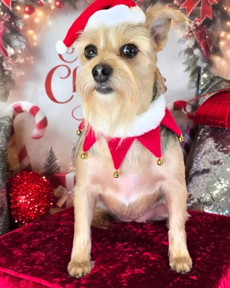Christmas dog groom