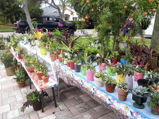 What a wonderful Plant Sale