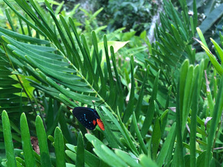 Coontie Hairstreak