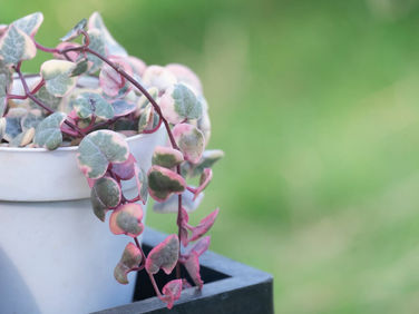 String of Hearts Ceropegia Woodii Variegata- A Green Ornament for Home