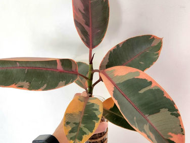 Ficus Elastica Shivereana