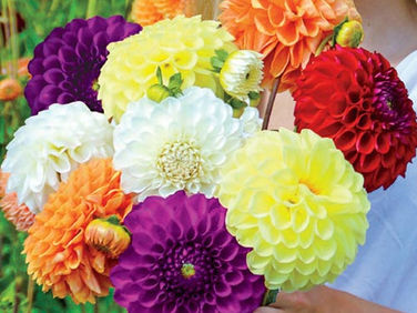 Dahlia Mix Color Bulbs