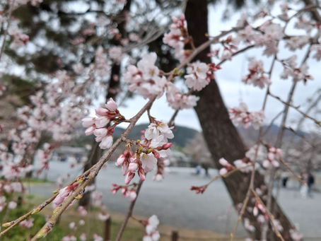 春ですネ🌸2026