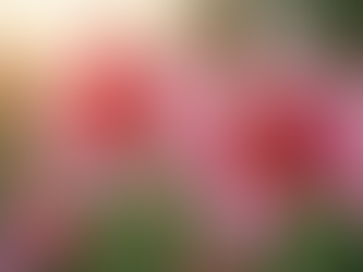 Back from Vacation to a Blooming Surprise