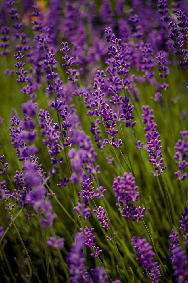 82C251A6-2E5D-4AEA-B4C5-77B1D35501D6.jpg