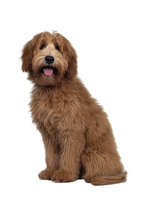 AdobeStock_557012254 (1).jpeg