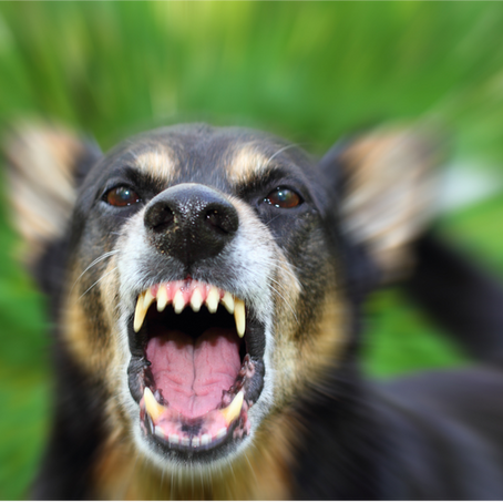 Understanding Reactivity in dogs