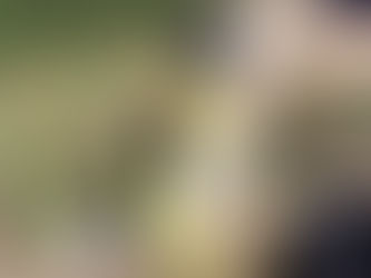 "2 Reactive dogs go for a walk " National Dogs in Yellow Day!