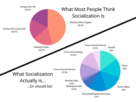 The importance of correct Socialisation