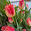 Thumbnail: Tulip Bouquet