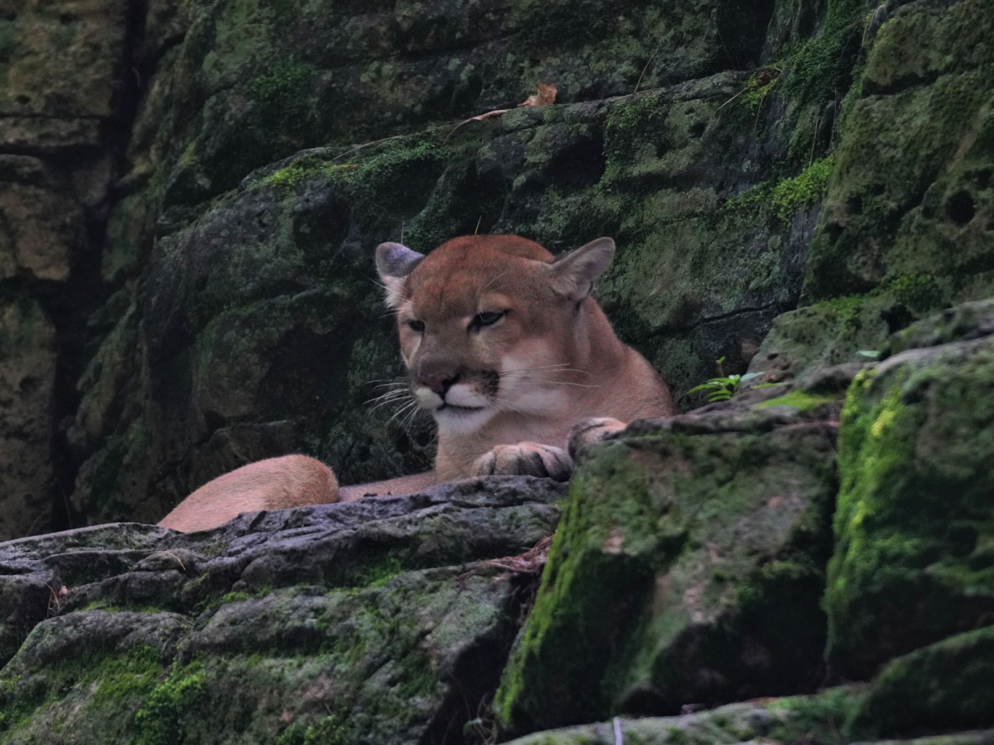 Mountain Lion