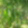 Eucalyptus Radiata 5ml