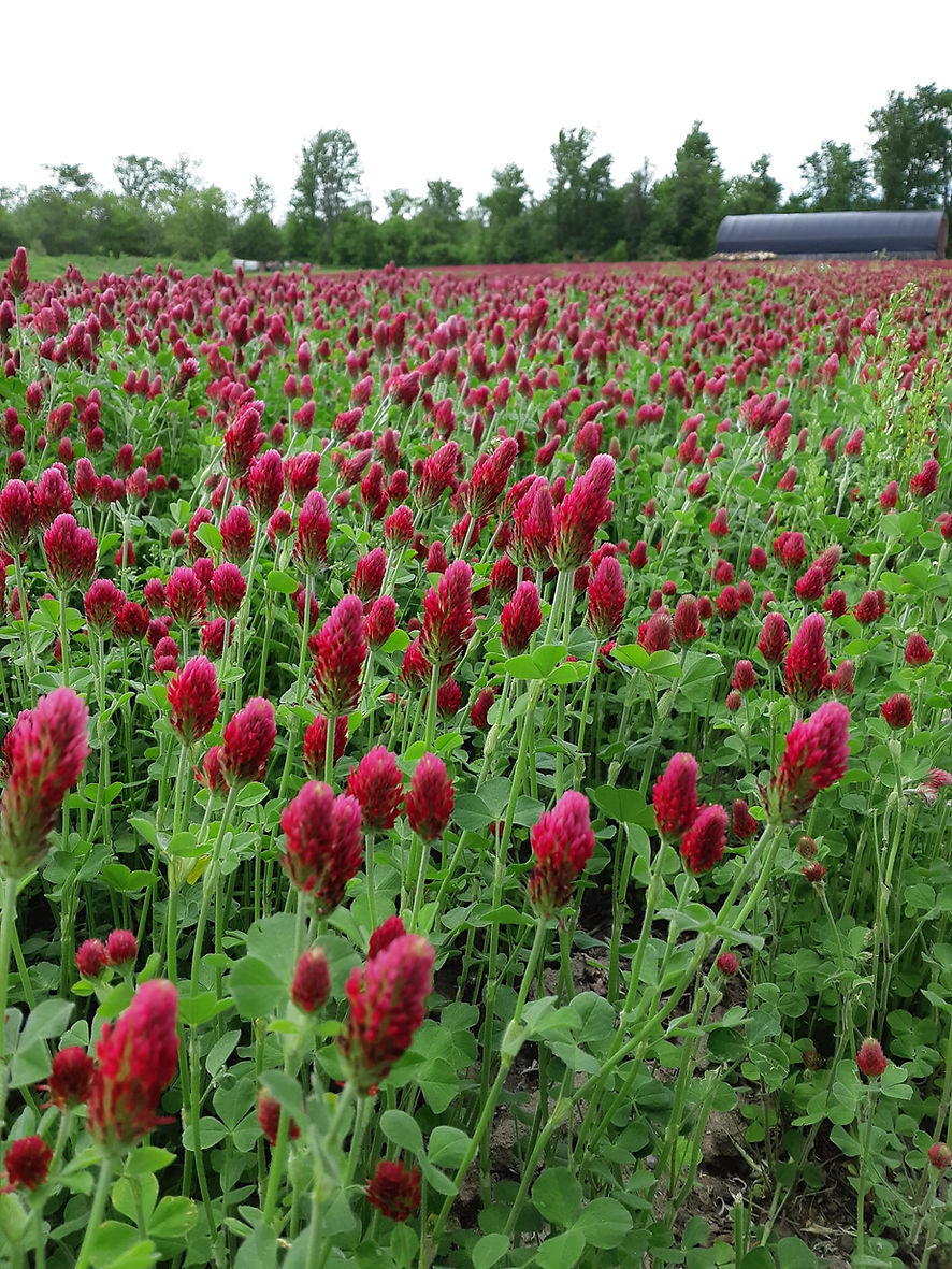 Crimson clover.jpg