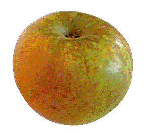 Russet