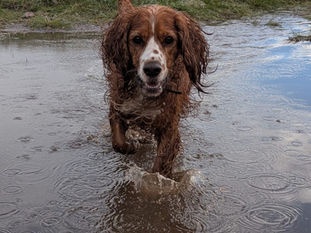 Rainy Day Dog Activities 