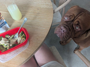 Kibble No More!