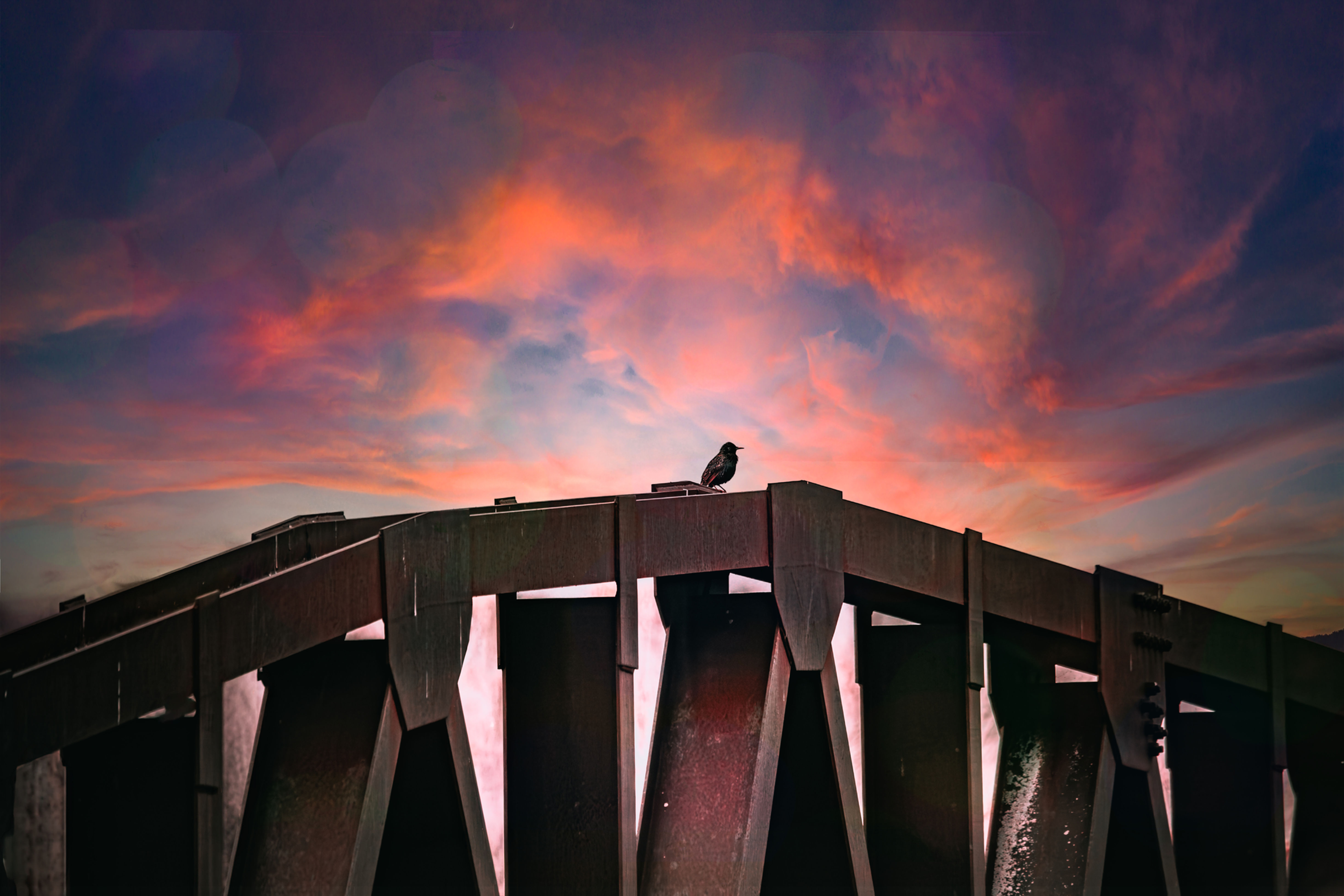 Lone Bird on a Bridge