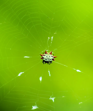 Weird Spider (After).JPG