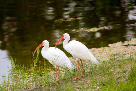 Two Birds by Water (After).JPG