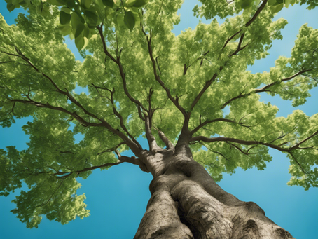 Top Tree Health Management Tips from Lyons Tree Service